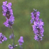 Lavanda
