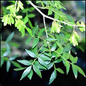 Fraxinus angustifolia