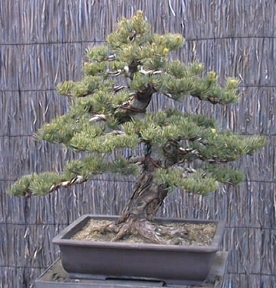 Bonsai