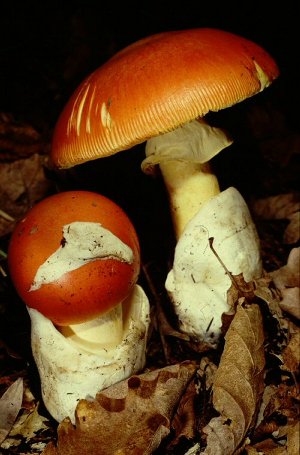 Ou de reig, amanita cesarea