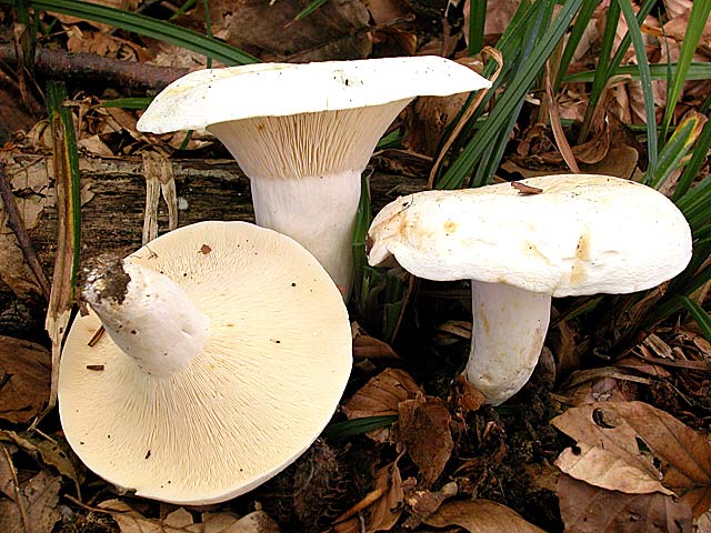 Pebrás lleter, Lactarius piperatus