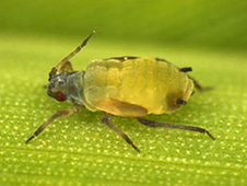 Rhopalosiphum maidis