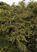 Juniperus Pfitzeriana