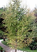 Larix decidua