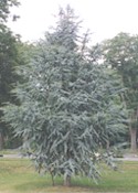 Cedrus glauca