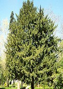 Taxus baccata