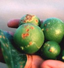 Bacterias en naranjas